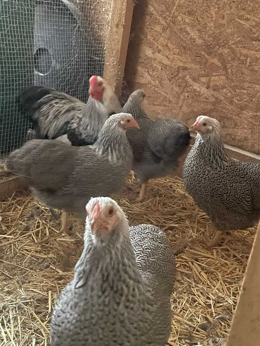 Wyandotte Pitic Argintiu cu benzi  2025