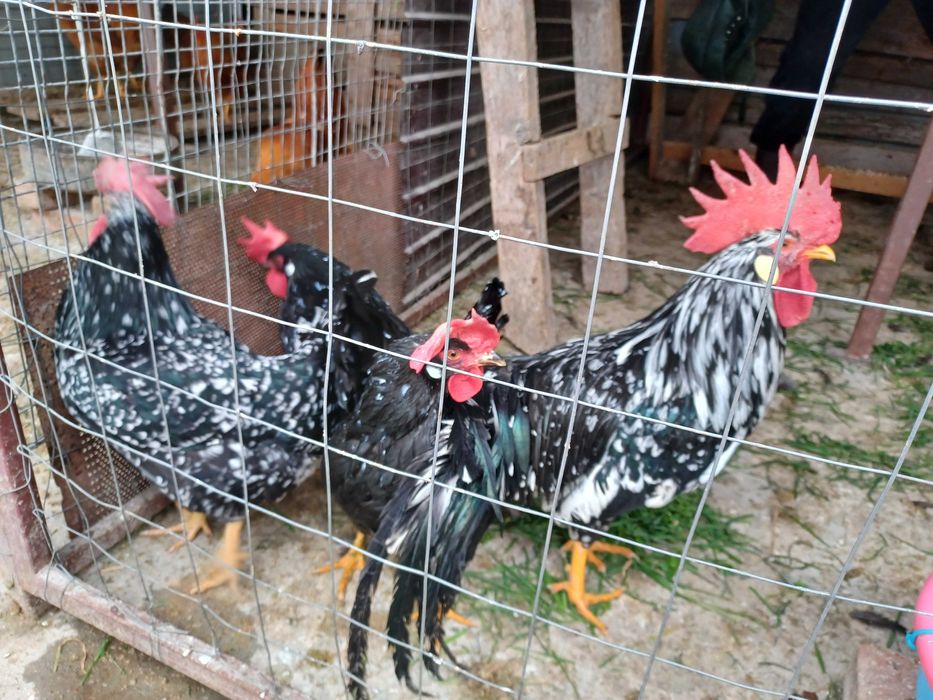 Ouă de italiana bobată și neagră