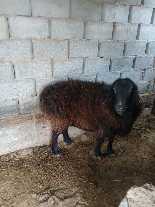 Кой сатылады Баран