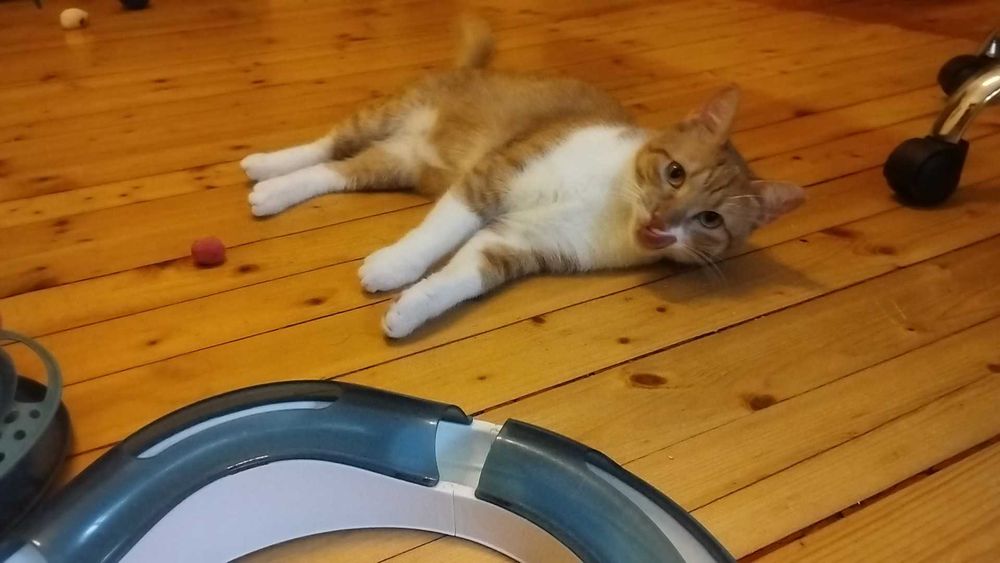 Кюфтенце търси дом