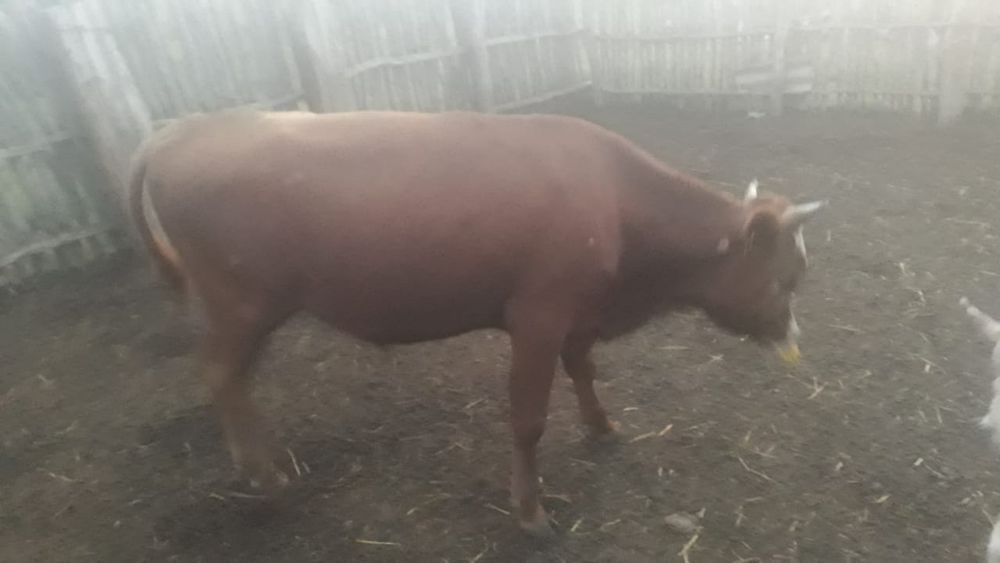 Продам бычки три головы