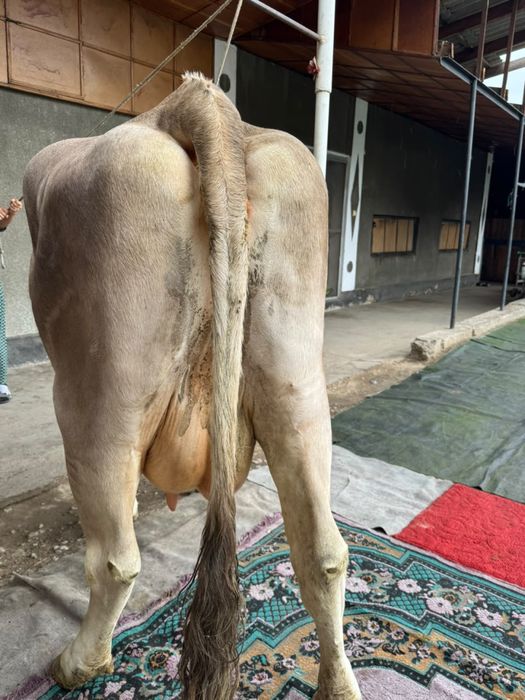 Продам карову алатау