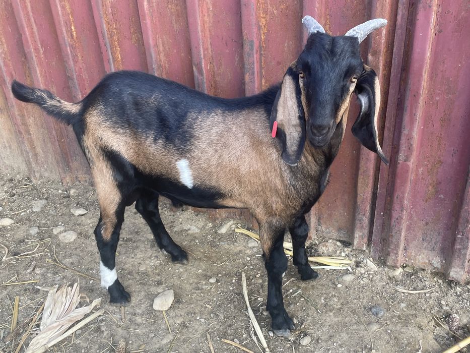 Vand Tap Anglonubian si Capre