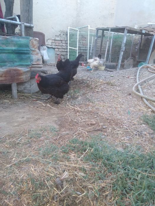 2та кора брамо товук сотилади 3кг ча чикади 150000мингдан тухумда