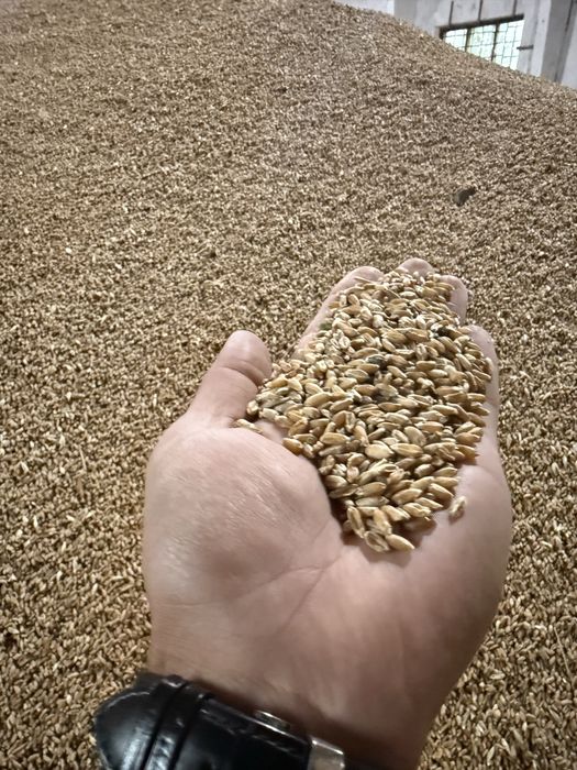 Пшеница кормовая