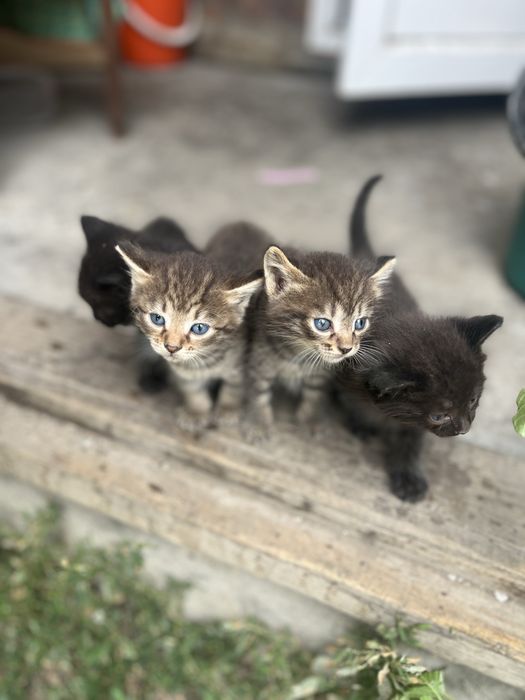 отдам котят, им 1 месяц