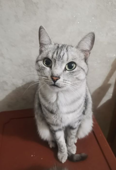 Кошка ласковая в добрые руки