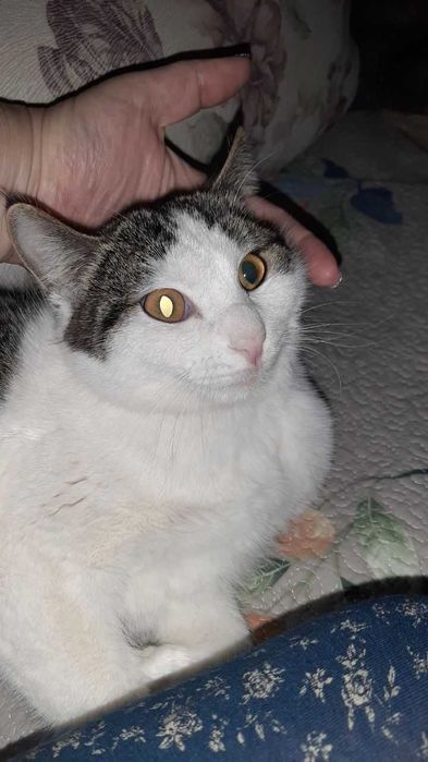 Отдам кошек в добрые руки