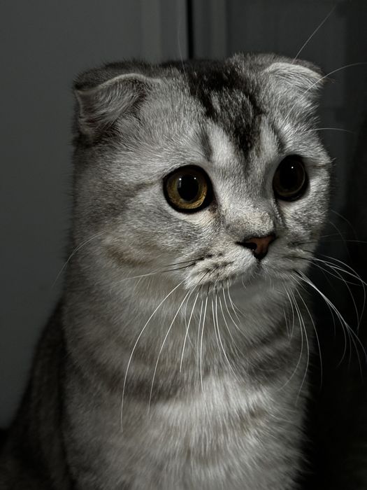 Ищем подружку для вязки