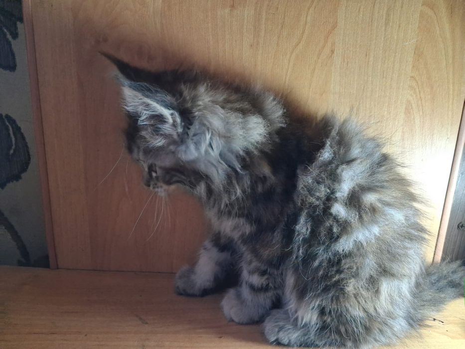 Кошечка Мейн Кун