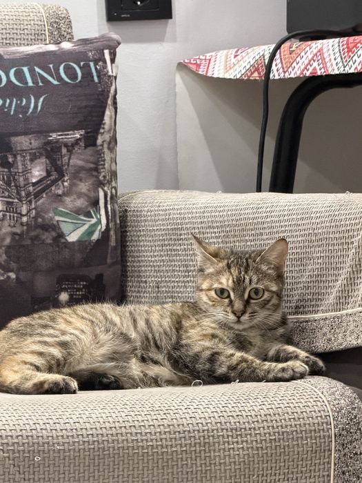 Отдам в хорошие ,  добрые руки