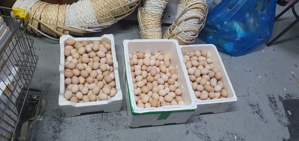 Яйцо Домашнее!!!