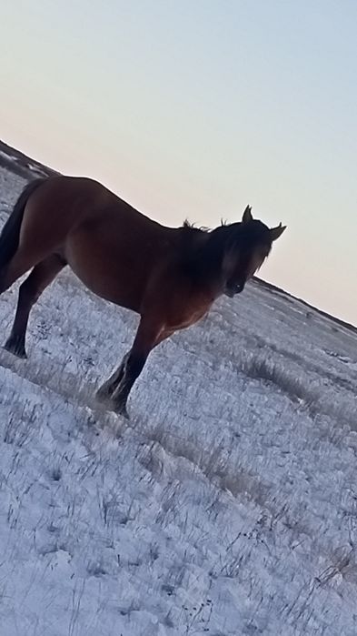 Айғыр сатылады 7 жасар