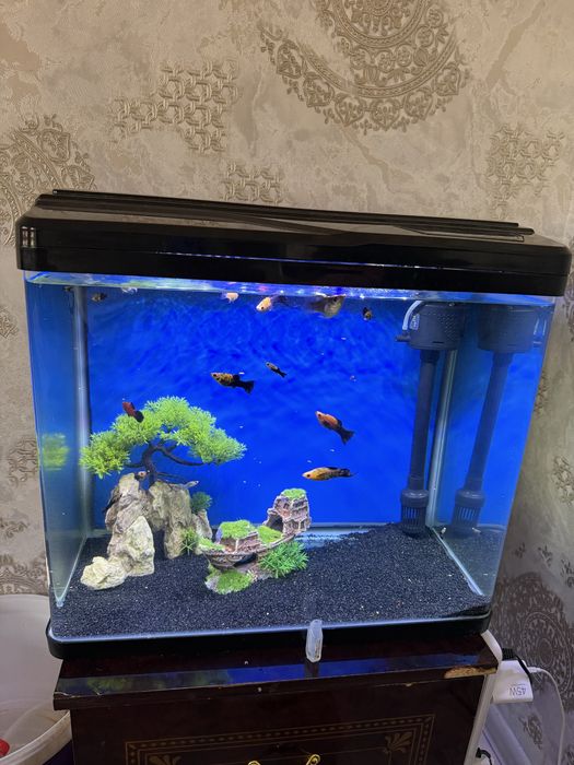 Zavatskoy akvarum komlekt sotladi