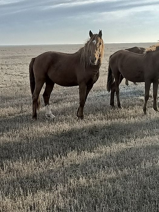 Семыз аигыр сатылады