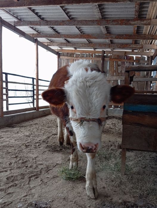 Бұқа семіз порода