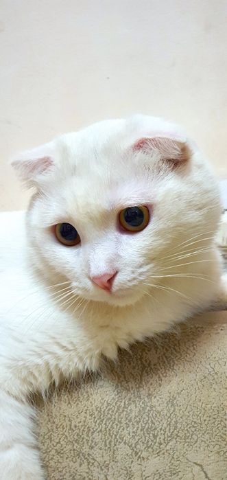 Мушук Скоттиш Фолд (красавчик) сотилади