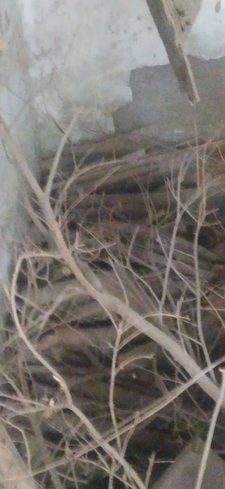 Oʻtin sotiladi 1 labo