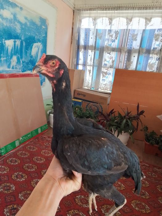 Зор мекен сатылады