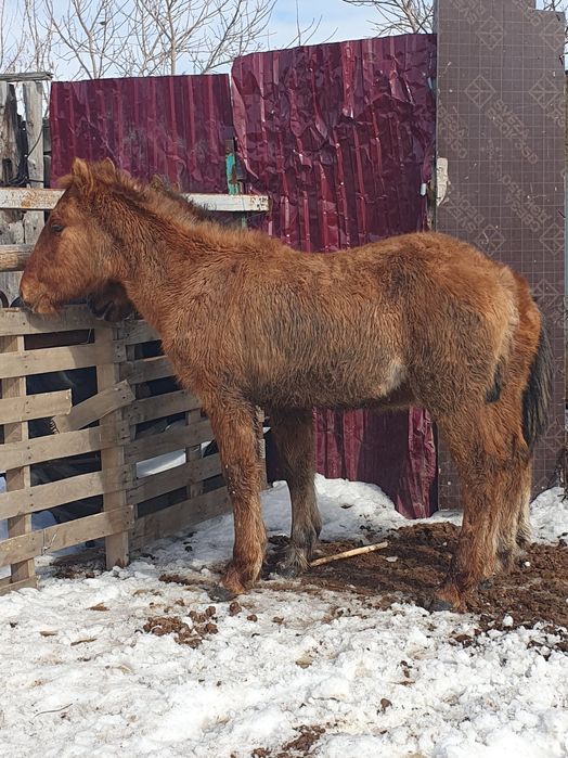 Тай еркек сатылады.