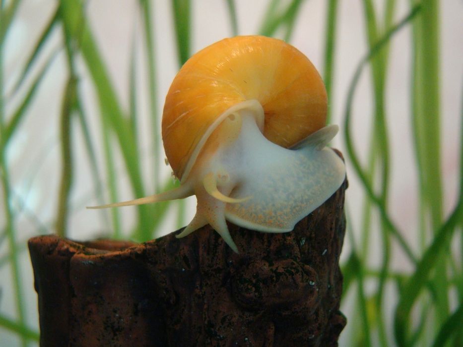 Улитки ампулярии