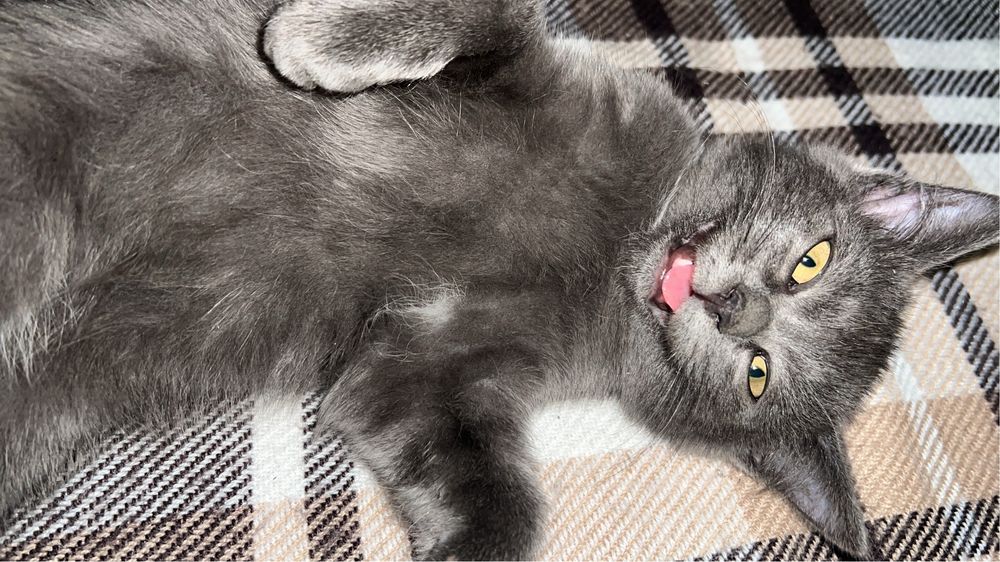 Отдам кошечку бесплатно