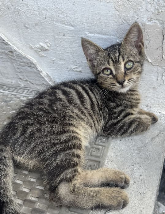 Котенок бесплатно