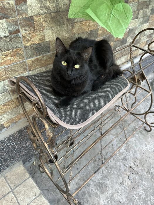 Отдадим в добрые руки кошечку