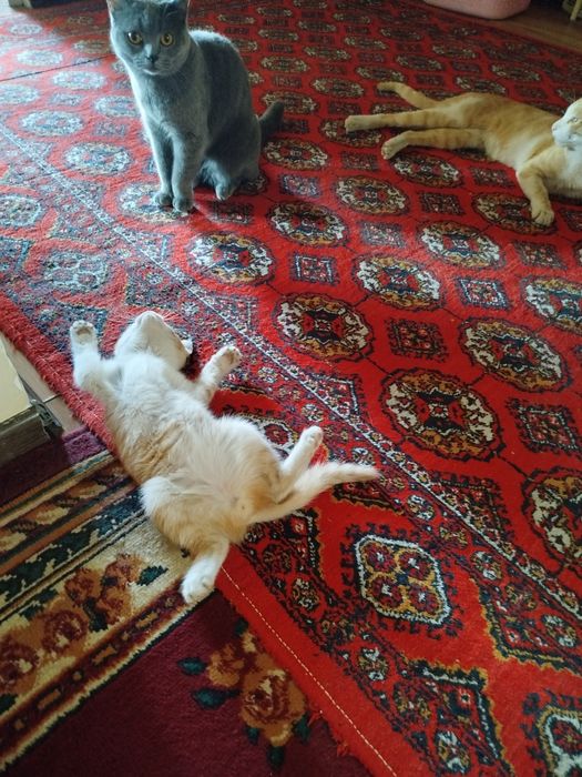 Котенок в добрые руки