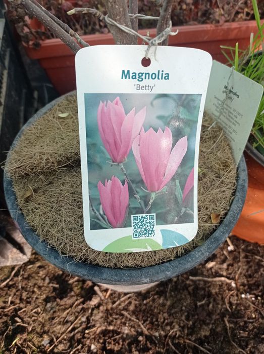 Магнолия 3 видаа