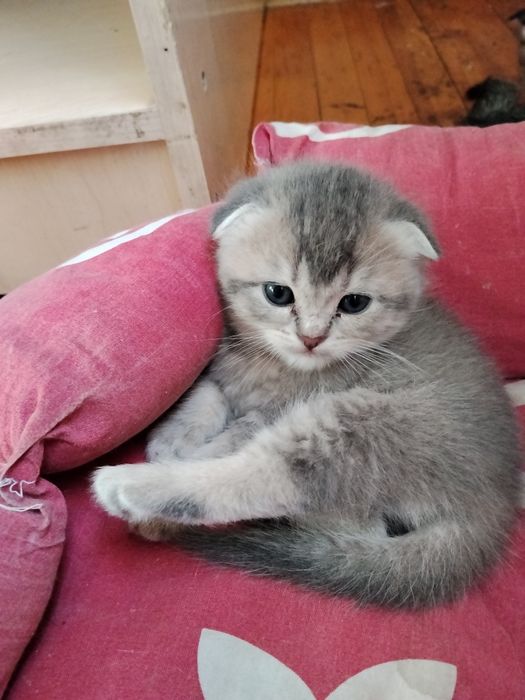 Срочно Продаётся котят