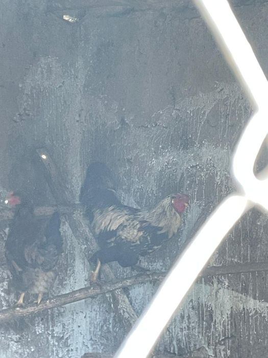 Мықты құраздар осы фото екеуі сатылады