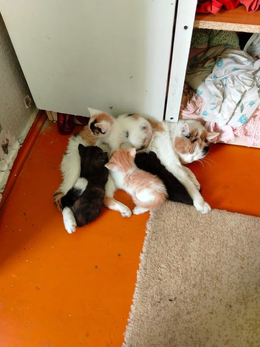 Отдам котят в хорошие руки