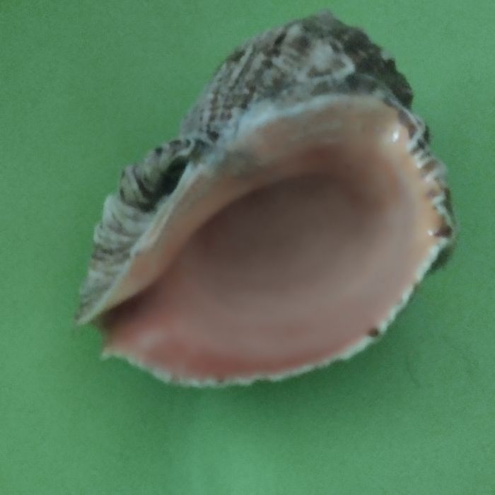 Морская ракушка.