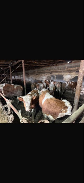 Продается бычки.