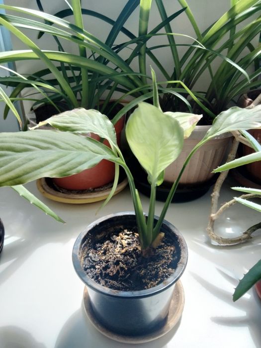 Цветы комнатные разные