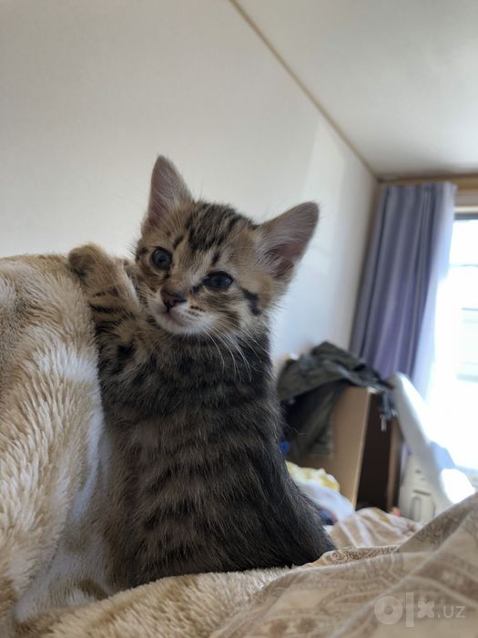 Котенок в добрые руки