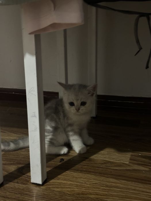 Продается котенок маленькая