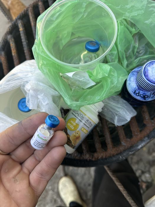 Pui de gainâ diverse rase