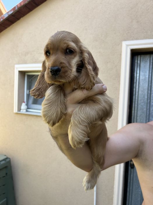 Vand pui cocker spaniel