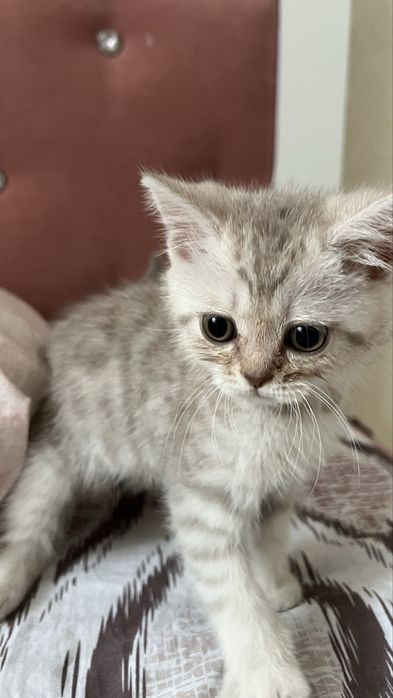 Котенок породистый