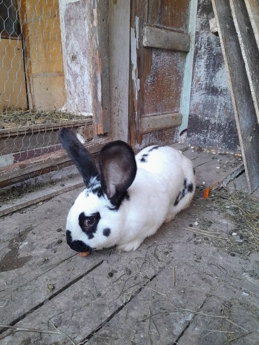 Mascul fluture german schimb