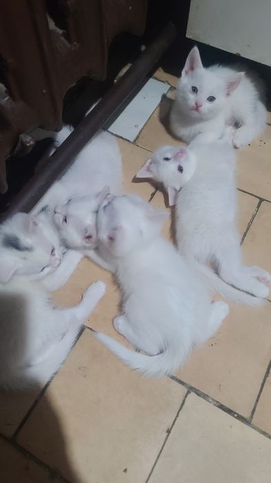 Продам котят белых!