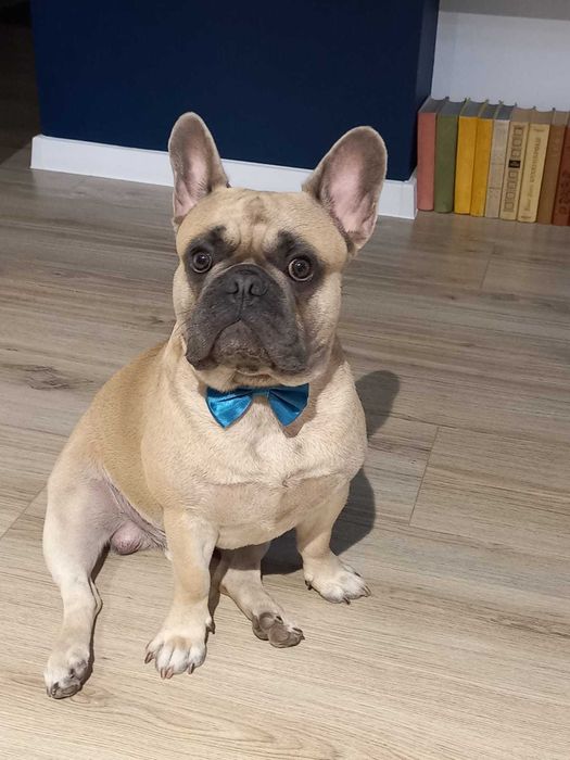 Французский бульдог ищет подругу