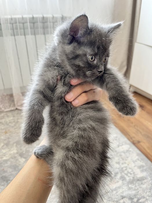 Продам шотланские катята