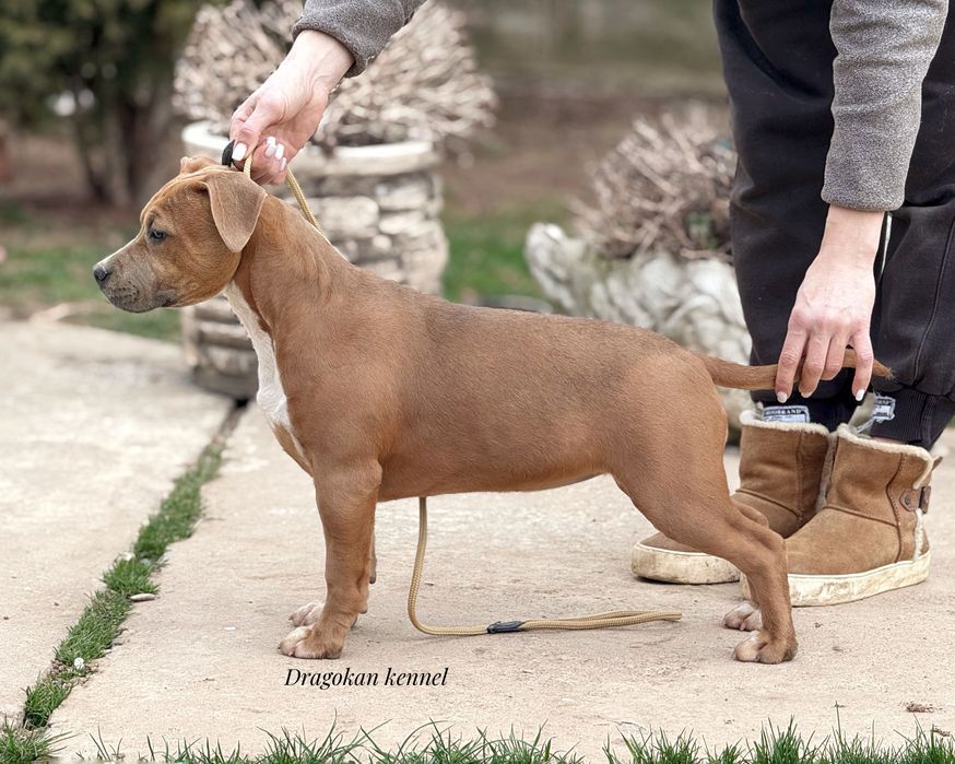 Femela amstaff rasă pură cu pedigree