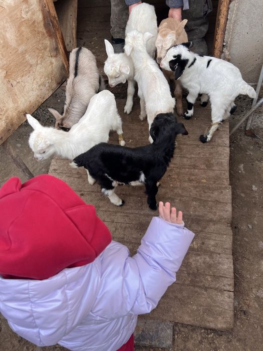 Козы козлятами можно отдельно