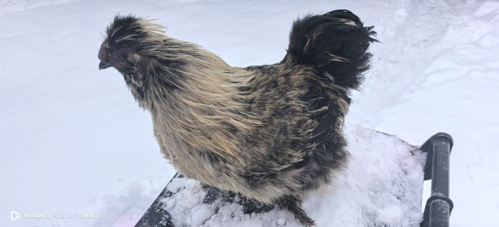 Matase japoneză 1+1 sau cocoși