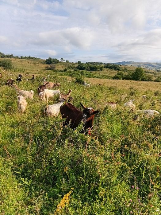 De vanzare un tap alpin francez in varsta de trei ani.Si un berbec marcus in varasta de patu ani mai multe detalii la numarul de telefon 0725197168 ..