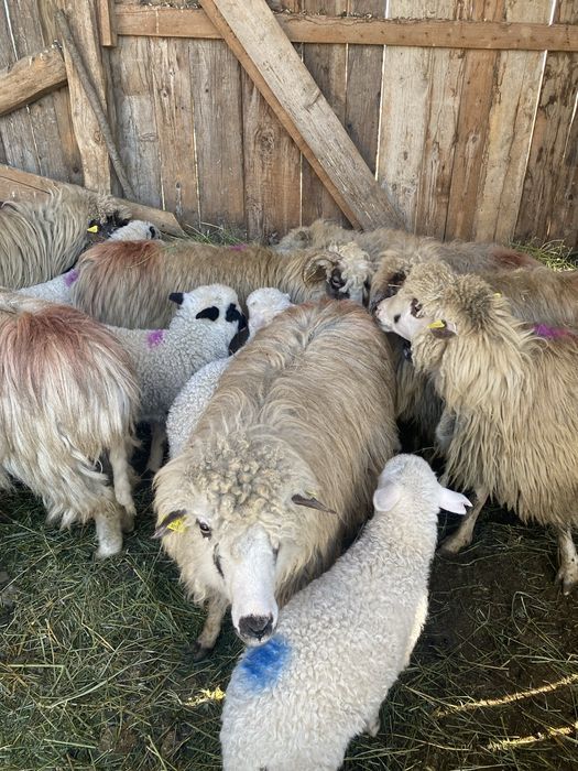 Vand 10 oi cu mieii langa ele